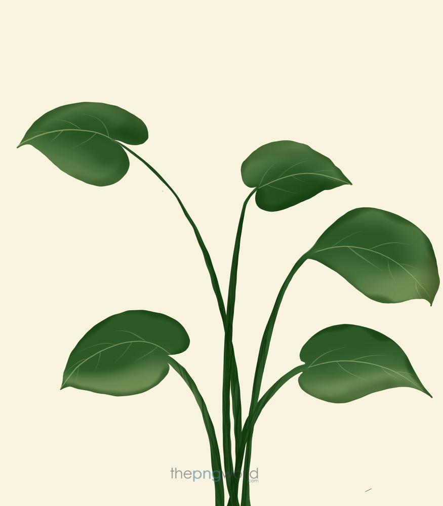 Favourite Big Leaves Leaves,big plant,greenery,wallpaper,picture,background,flyer,poster,image,invitation,presentation,simple,pleasant,decent,design,still life